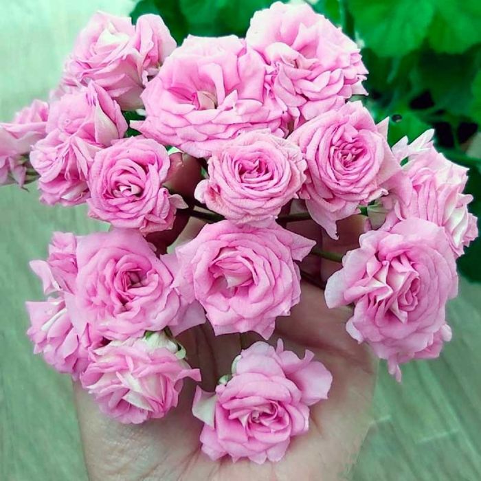 Сортовые пеларгонии