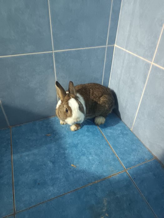 Karlik quyon sotiladi