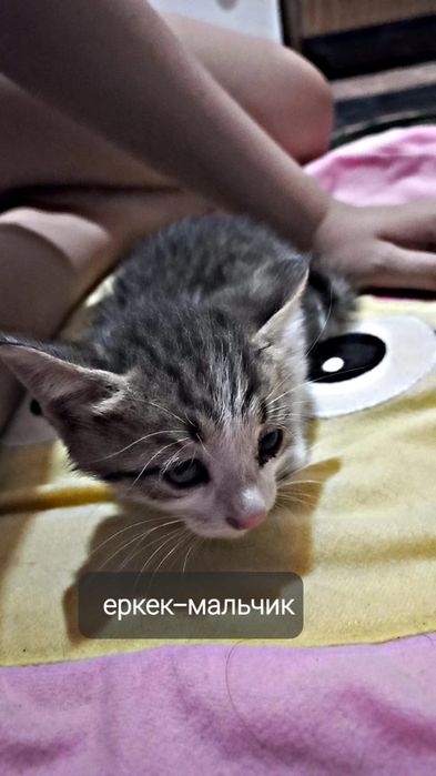 Маленькие котята