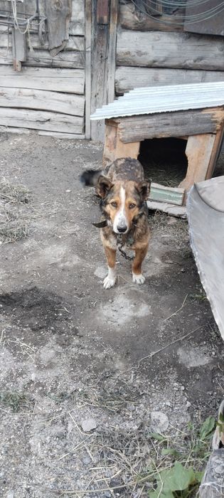Отдам только в добрые руки