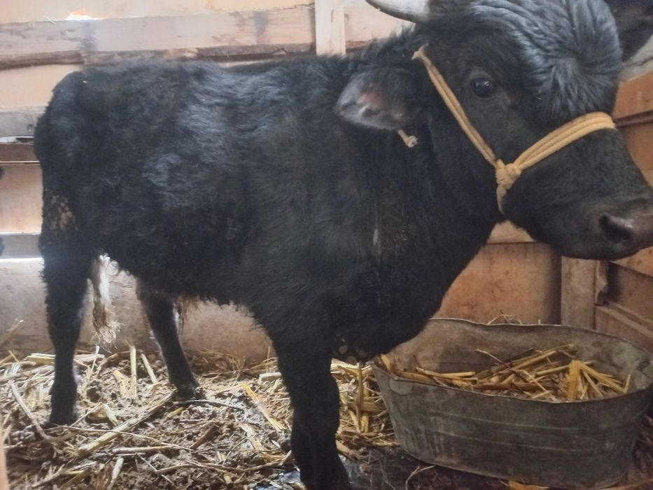 Продам бычки срочно