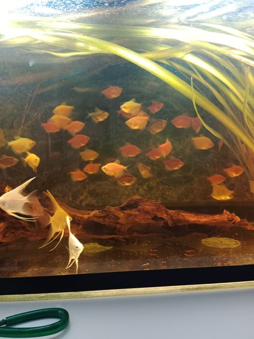 Тернеция гло фиш