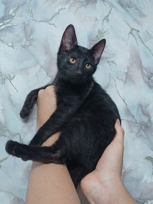 Котенки на добрые руки Hadiyaga mushukchalar beriladi