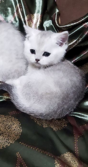 Серебряная шиншилла котенок