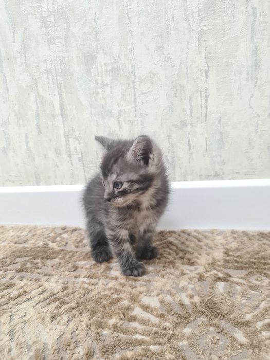 Котята маленькие