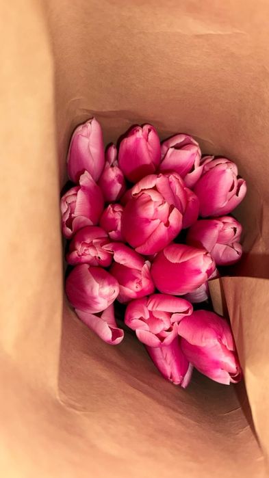 Тюльпаны Голанские с теплицы оптом