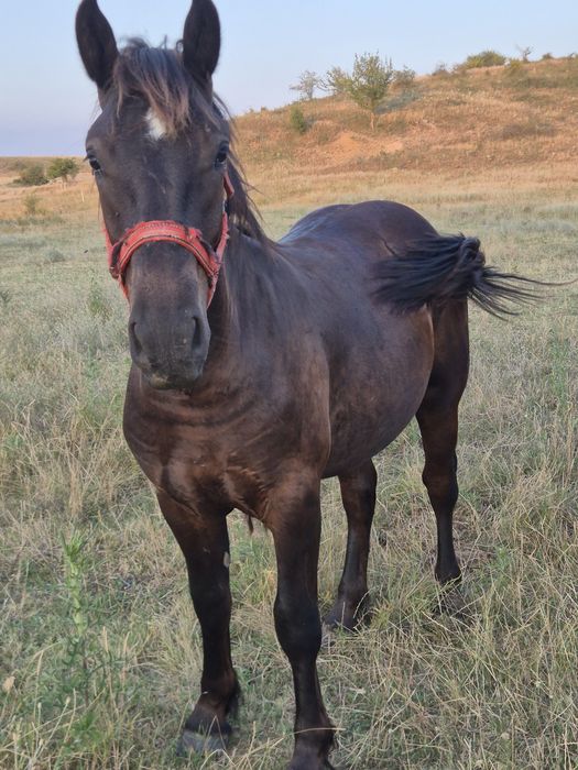 Manz negru de vanzare