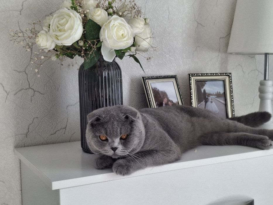 Продаются котята скотиш страйт.