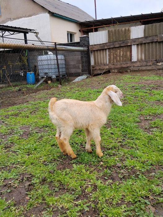 Продам, мальчика