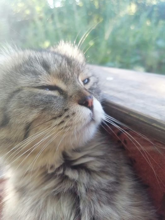 Отдам кота в хорошие руки