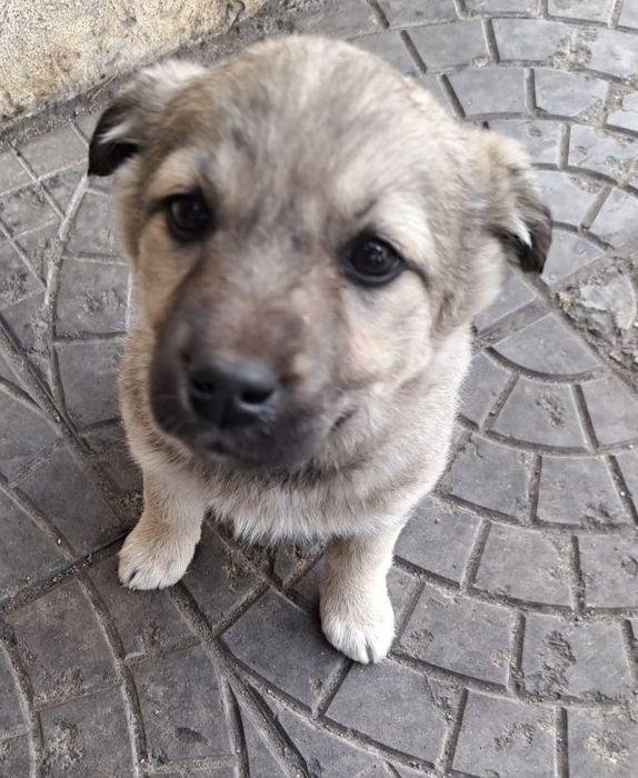 Отдам в добрые руки