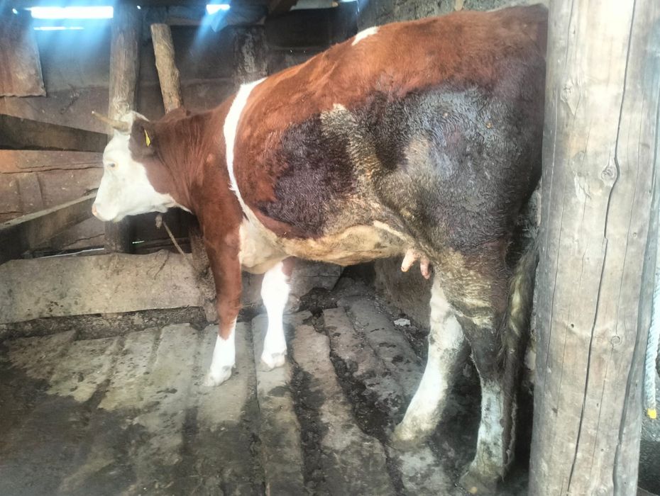 Коровы хорошие молочные