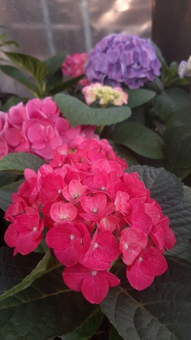 Петуния цветы рассада