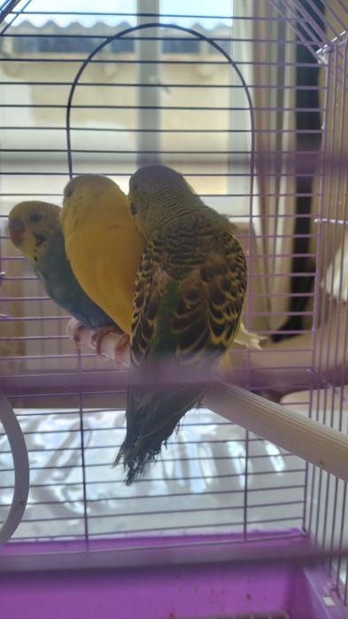 Папугай сатылады