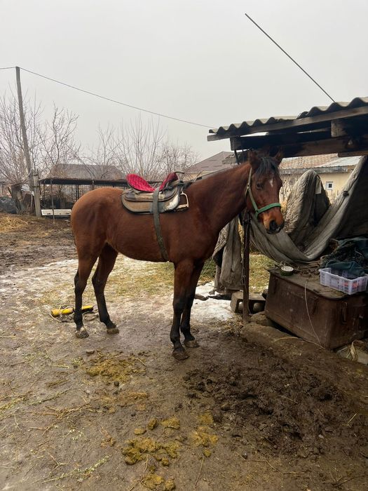 Лошадь Айгыр Жылкы