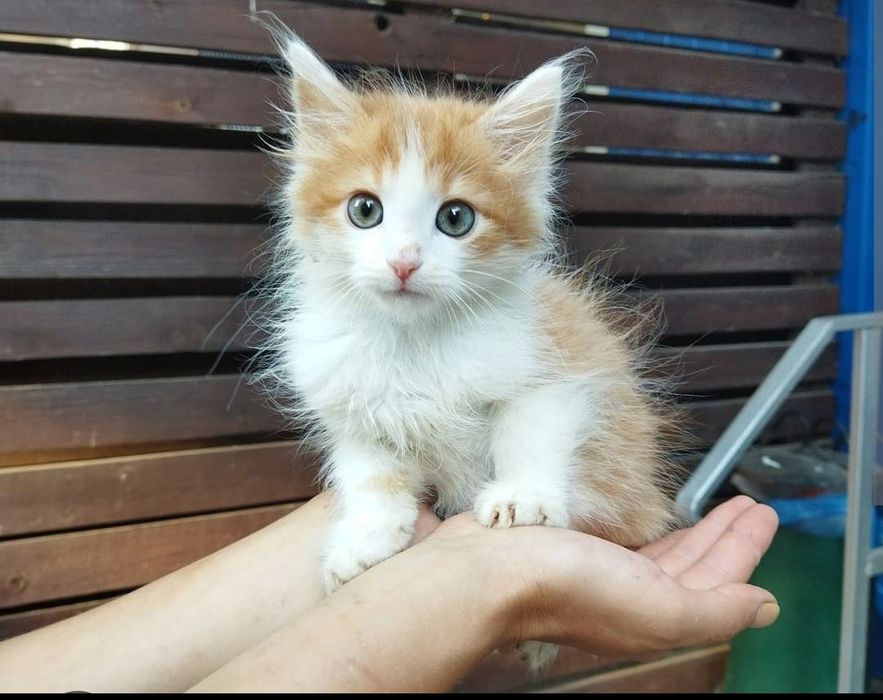 Лучши друг  пушистик