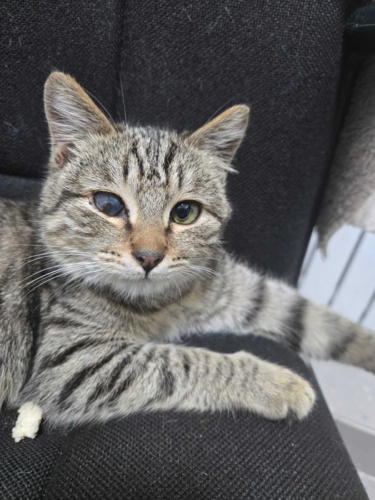 Котенок, девочка