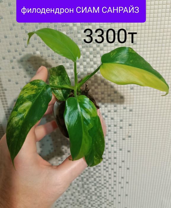 Сциндпсус ЕЛИСЕЙСКИЕ ПОЛЯ 15000т