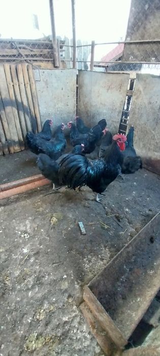 Vând ouă australorp