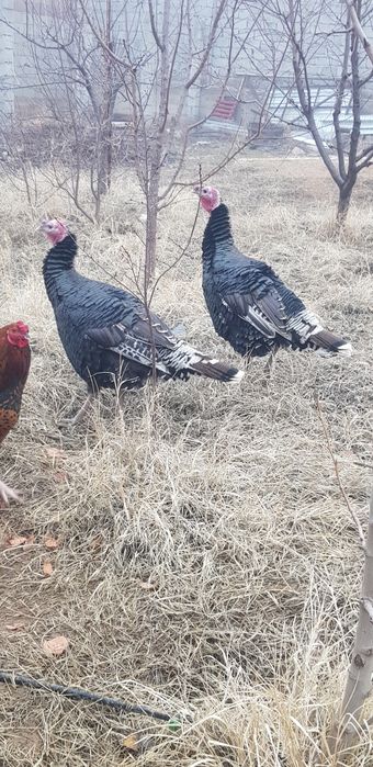 Индюки 2 шт КРУПНЫЕ