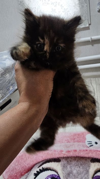 Отдам котят 1.5 месяца