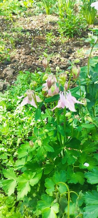 Флоксы и Аквилегия