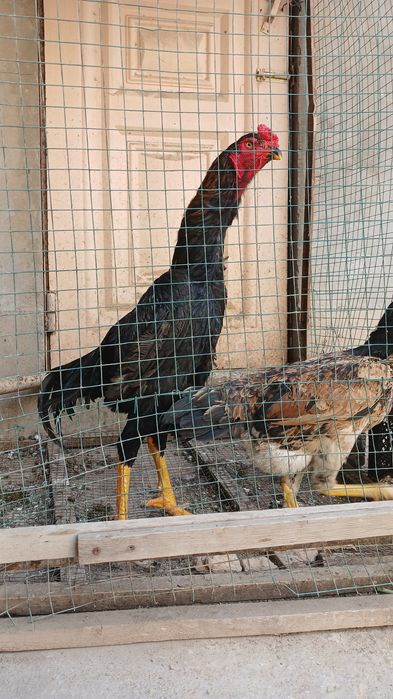 Bobo xoroz sotiladi srochna