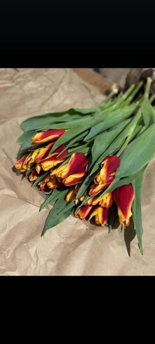 Тюльпаны голландские оптом с теплицы