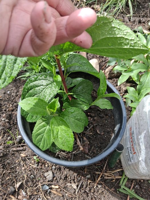 Гортензии метельчатая.