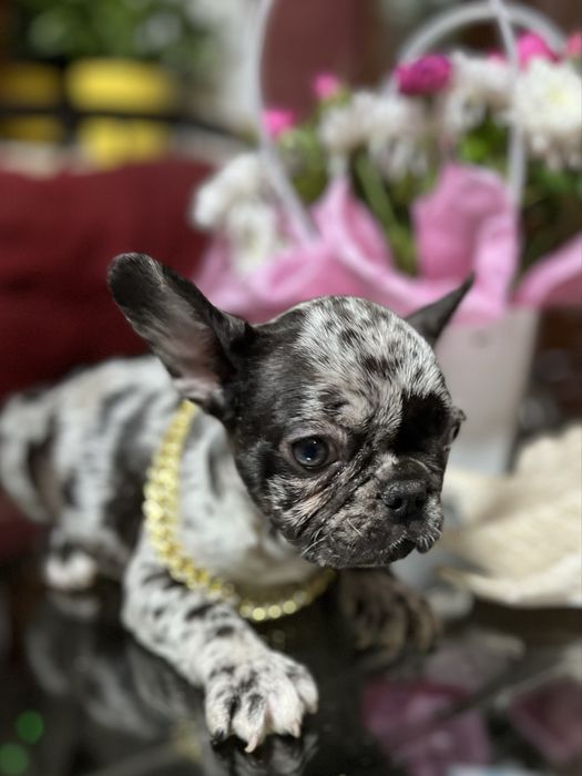 Эксклюзивные французики