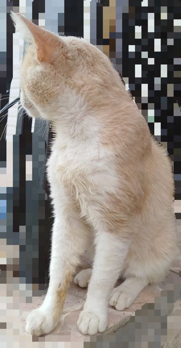 Мило мъжко коте търси дом