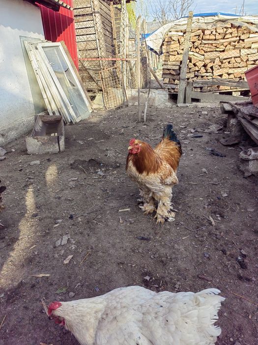 Vând oua incubare rasa talie mare