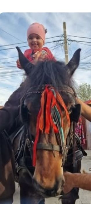 Caii de vânzare detalii  la telefon