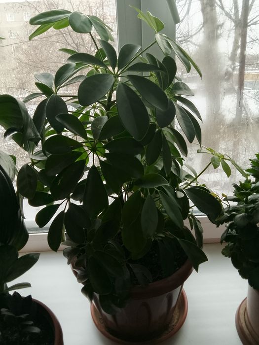 Цветы очень хорошая