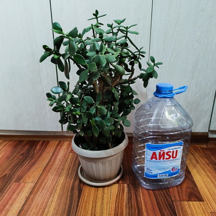 Комнатные растения -Денежное дерево