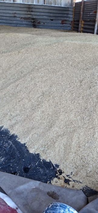 Ячмень семенной местный