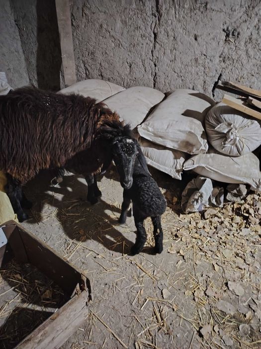 Ona bola qoʻy sotiladi