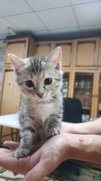 Котята бесплатно