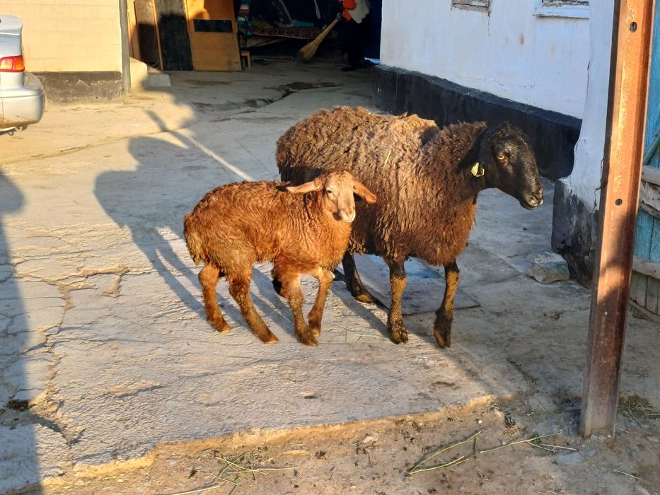 Еркек қозы сатылады