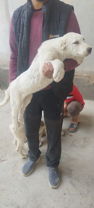 Sutli kokrakli osiyolik qizlar