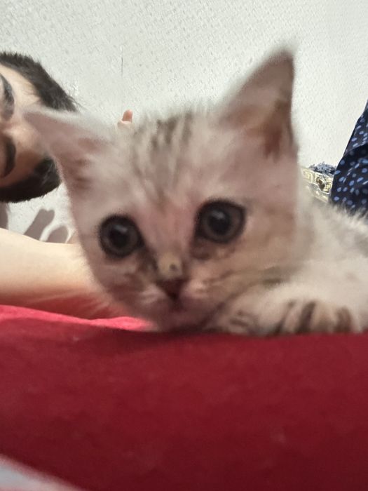 Шотландски котенок