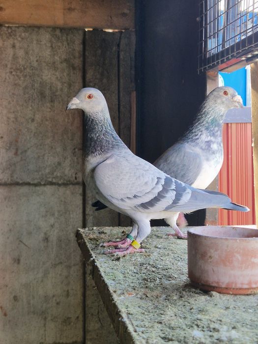 Porumbei voiajori