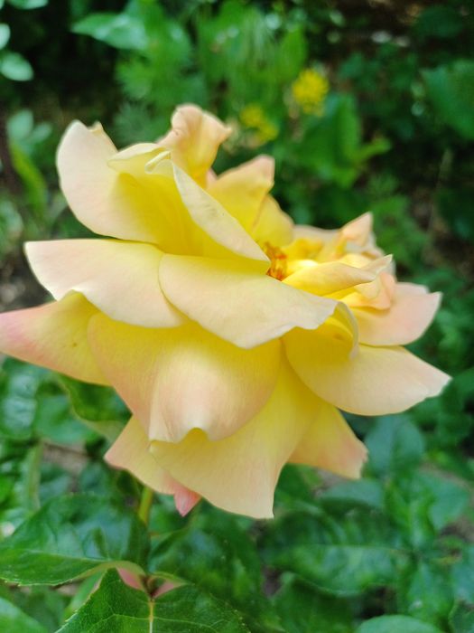 Розы для Вашего сада