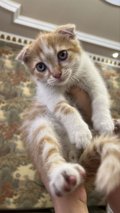 Котята скотиш фолд