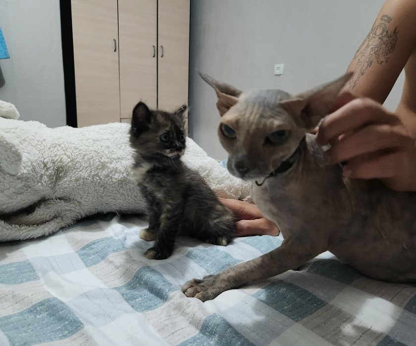 Отдам бесплатно котёнка