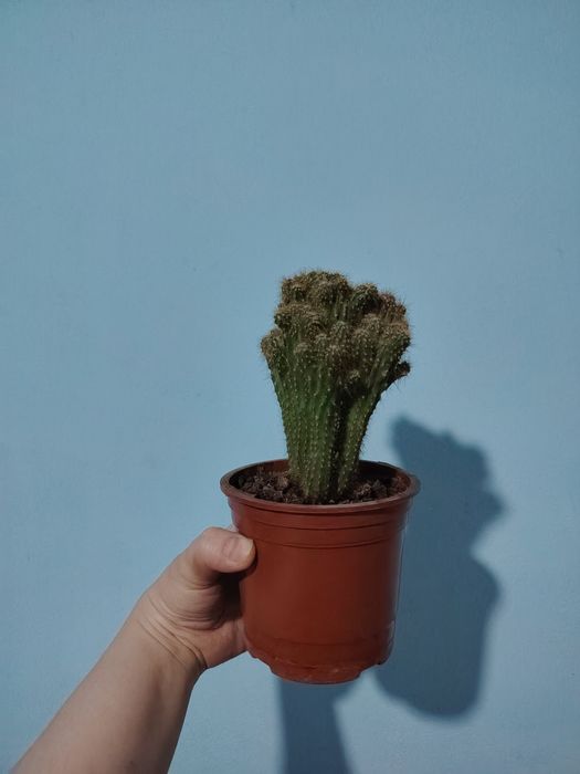 Комнатные цветы. Хона гуллари