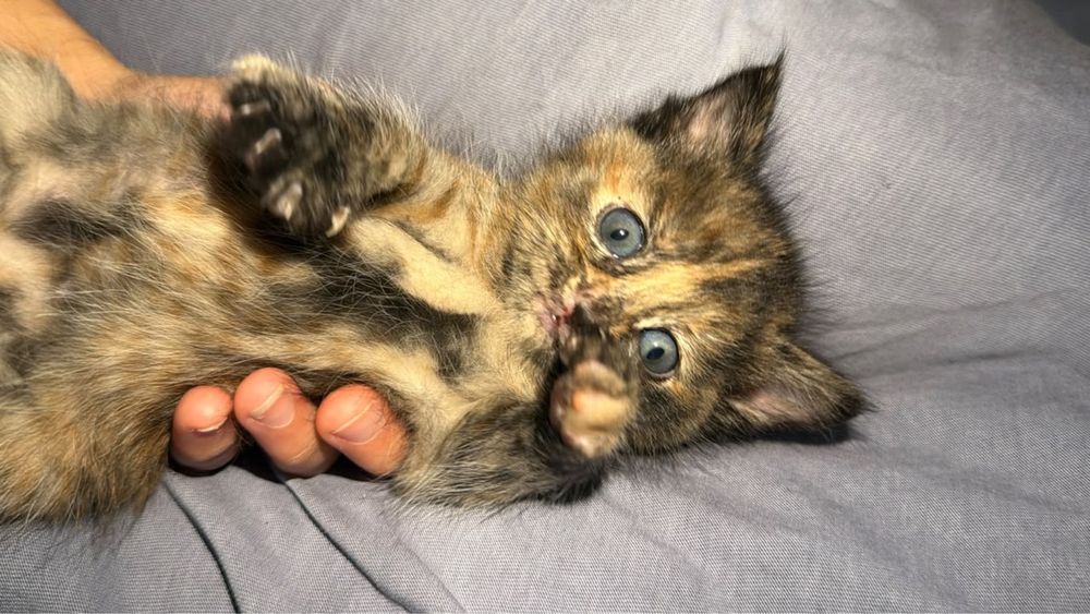 Отдам котят 4 котята