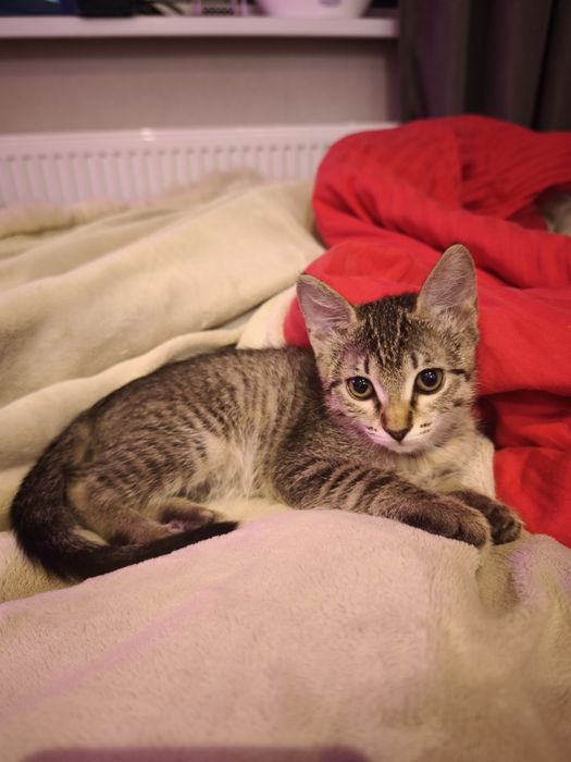 Котята бесплатно!