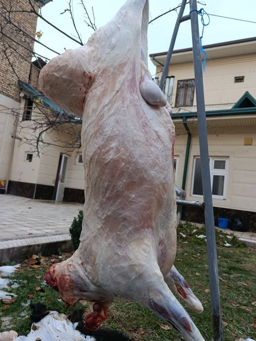 Qassob - Қассоб сервис