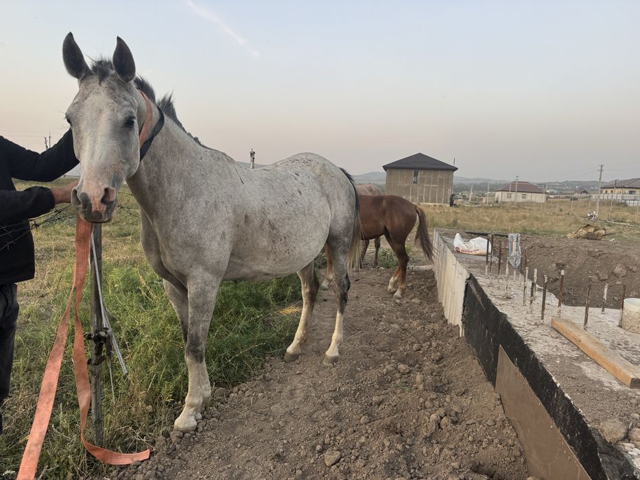 Продам коня арабку